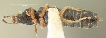 Media type: image;   Entomology 6536 Aspect: habitus ventral view